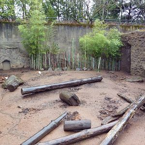 Visayan Warty Pig Exhibit