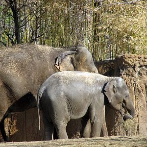 Asian Elephants
