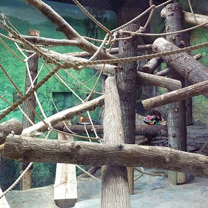 Red Ape Reserve - New In 2010