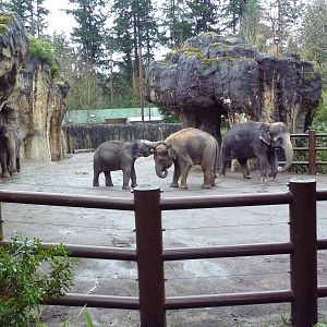 Asian Elephant Exhibit