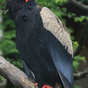 Bateleur