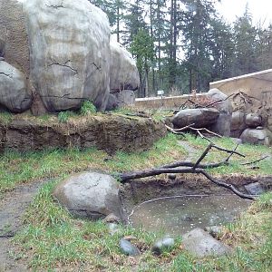 Predators Of The Serengeti - Caracal Exhibit
