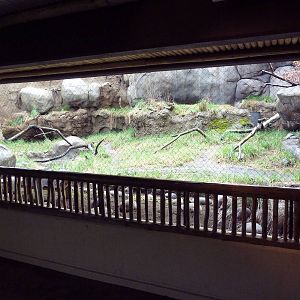 Predators Of The Serengeti - Caracal Exhibit