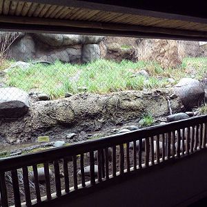Predators Of The Serengeti - Caracal Exhibit