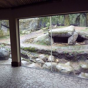 Predators Of The Serengeti - African Wild Dog Exhibit