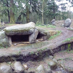 Predators Of The Serengeti - African Wild Dog Exhibit
