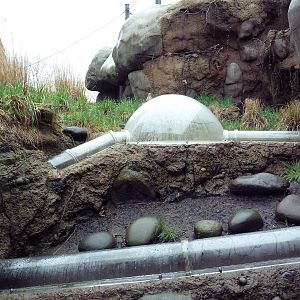 Predators Of The Serengeti - Caracal Exhibit