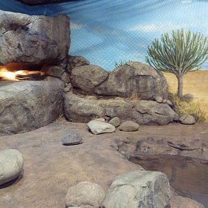 Predators Of The Serengeti - African Rock Python Exhibit