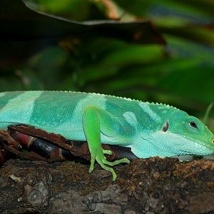Fiji banded iguana