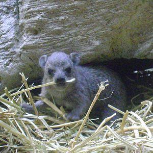 Baby Hyrax