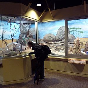 Predators Of The Serengeti - Dwarf Mongoose/Hornbill Exhibit