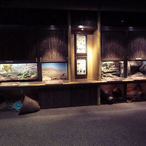 Predators Of The Serengeti - Terrariums