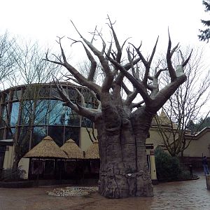 Baobab Tree + Vollum Aviary