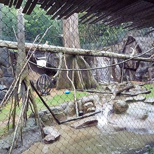 Colobus Monkey/Allen's Swamp Monkey Exhibit