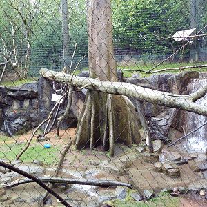 Colobus Monkey/Allen's Swamp Monkey Exhibit