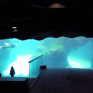 Steller's Sea Lion Exhibit