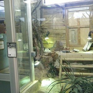 Round Island Skink Enclosure