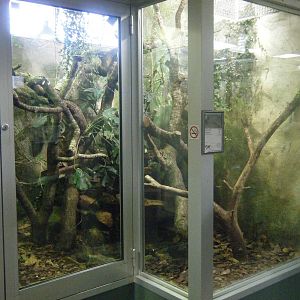 Komodo Dragon Nursery