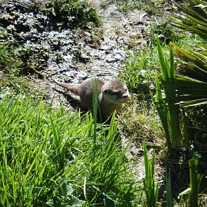 Otter Cub