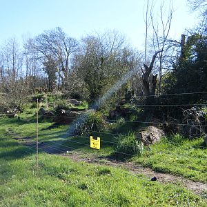 Maned Wolf larger enclosure