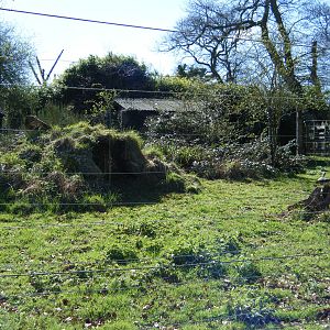 Maned Wolf smaller enclosure