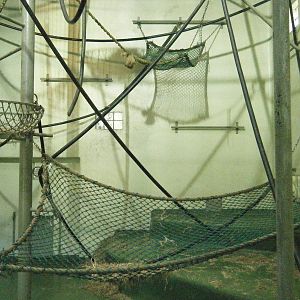 Orangutan indoor enclosure