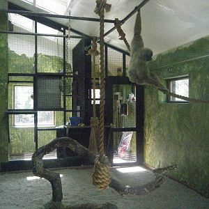 Gibbon indoor enclosure