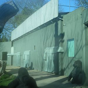 Gorilla House