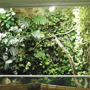 Panther Chameleon enclosure