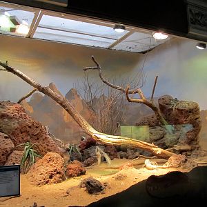 Sonoran Desert Exhibit