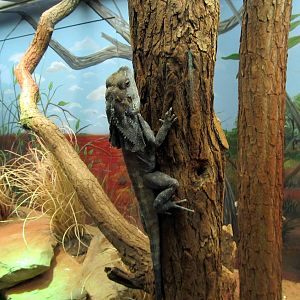 Frilled Lizard
