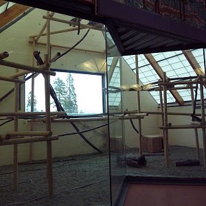 Temporary Clouded Leopard Exhibit