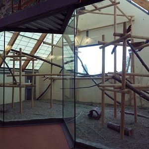 Temporary Clouded Leopard Exhibit