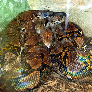 Reticulated Python