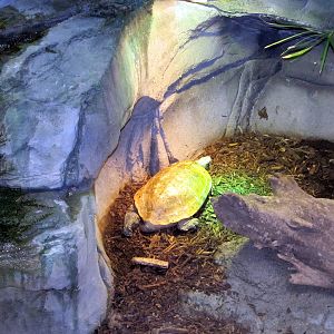 Arkan Forest Turtle