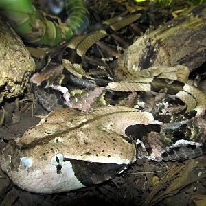 Gabon Viper