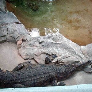 False Gharial