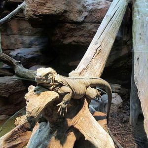 Jamaican Iguana