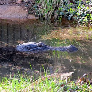 American Alligator