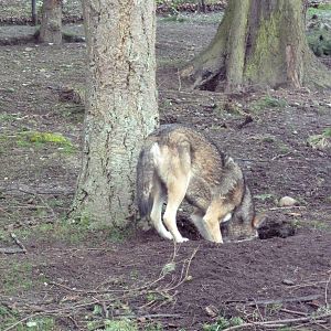 Red Wolf Woods - New In 2010