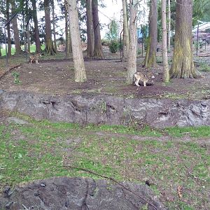 Red Wolf Woods - New In 2010