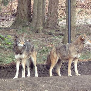 Red Wolf Woods - New In 2010