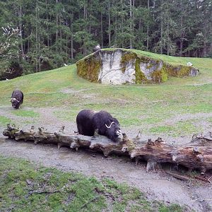 Muskox Exhibit