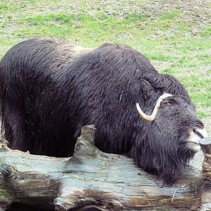 Muskox