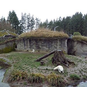 Arctic Fox Exhibit