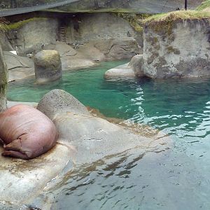 Walrus Exhibit