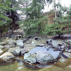 Magellanic Penguin Exhibit