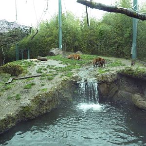 Asian Forest Sanctuary - Rotation Exhibit