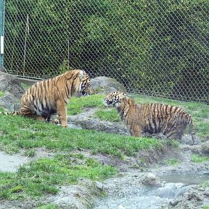 Asian Forest Sanctuary - Sumatran Tiger Cubs
