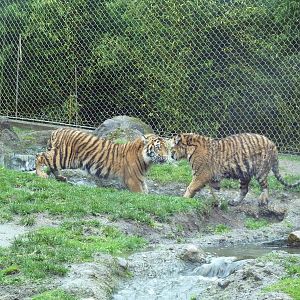 Asian Forest Sanctuary - Sumatran Tiger Cubs